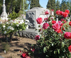 Roses and a grave stone